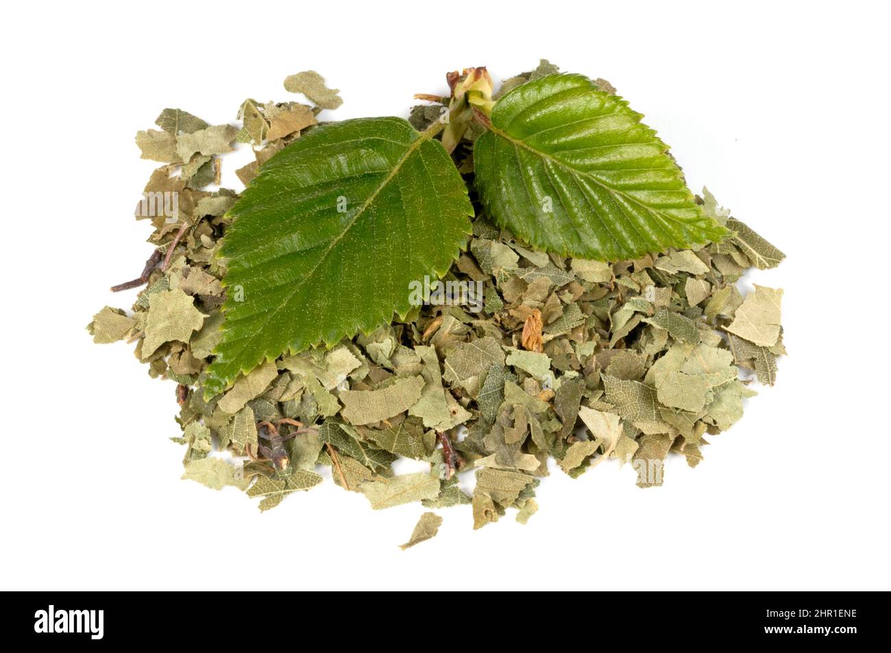 Betulla comune, betulla argentata, betulla bianca europea, betulla bianca (Betula pendula, Betula alba), foglie secche, tagliate Foto Stock