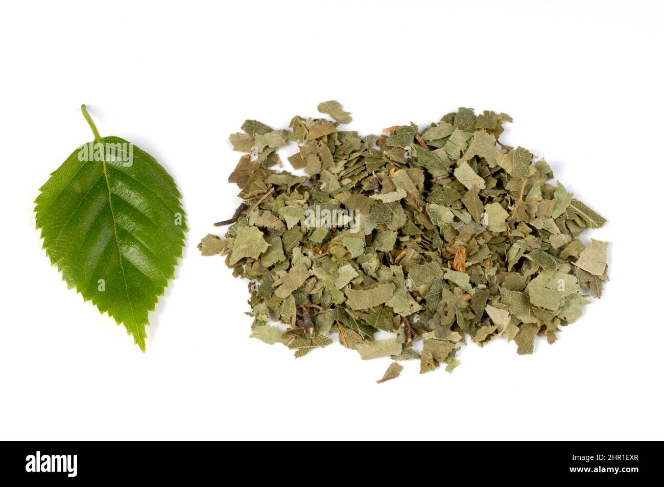 Betulla comune, betulla argentata, betulla bianca europea, betulla bianca (Betula pendula, Betula alba), foglie secche, tagliate Foto Stock