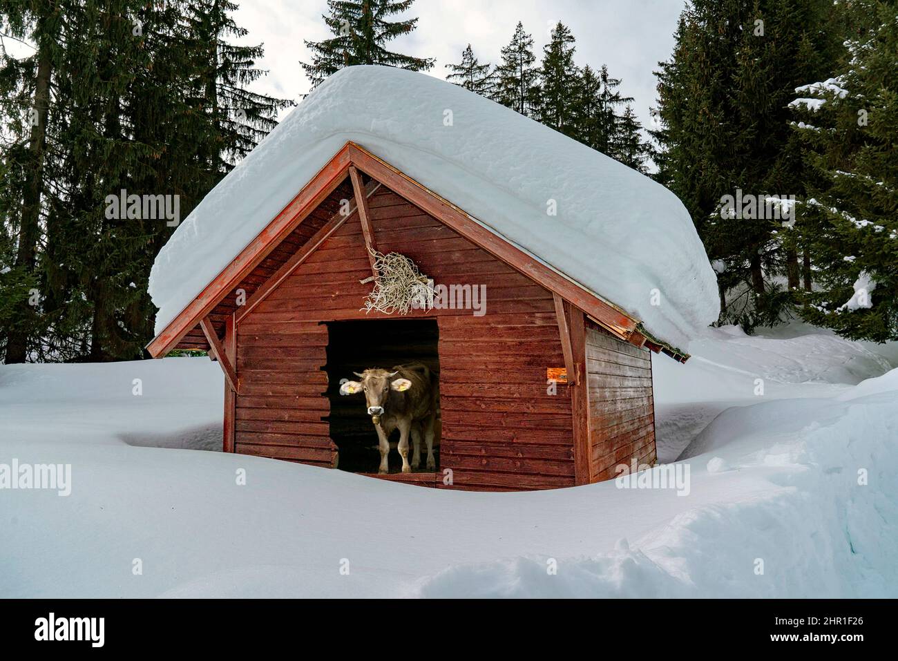 Bovini domestici (Bos primigenius F. taurus), Granaio in inverno con molta neve sul tetto e una mucca in piedi all'ingresso, Austria, Tirolo, Foto Stock