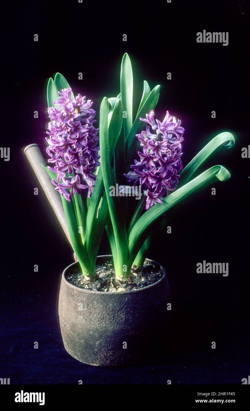 Hyacinthus Amethyst che cresce in una vecchia pentola di cottura in ghisa una varietà di Hyacinth Orientalis che è un bulbo fiorente di primavera è perenne e completamente indurito Foto Stock