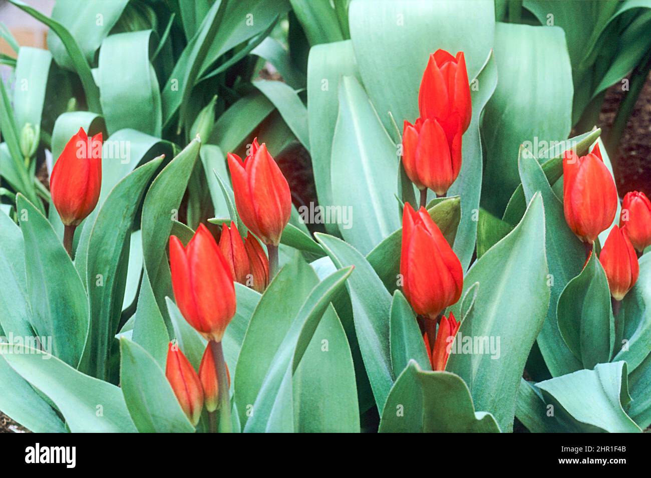 Tulipani Fusillier rosso che cresce in un confine può essere cresciuto in confini giardini di roccia o contenitori e sono completamente hardy Foto Stock