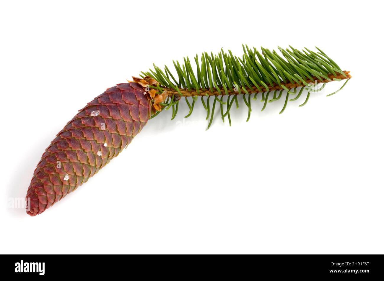 Abete rosso (Picea abies), ramo con cono, tagliato Foto Stock