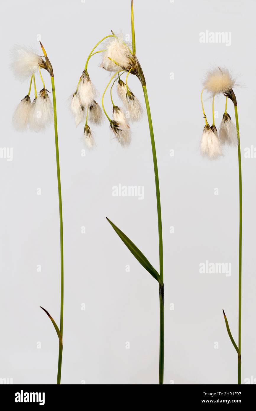 Erba di cotone comune, erba di cotone a foglia stretta (Eriophorum angustifolium), fruttata. Taglio, Germania, Baviera, Murnauer Moos Foto Stock