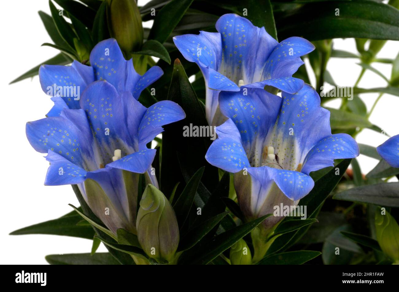 Genziana cinese, genziana cinese (Gentiana sinoornata, Gentiana seno-ornata), fiori, tagliata Foto Stock