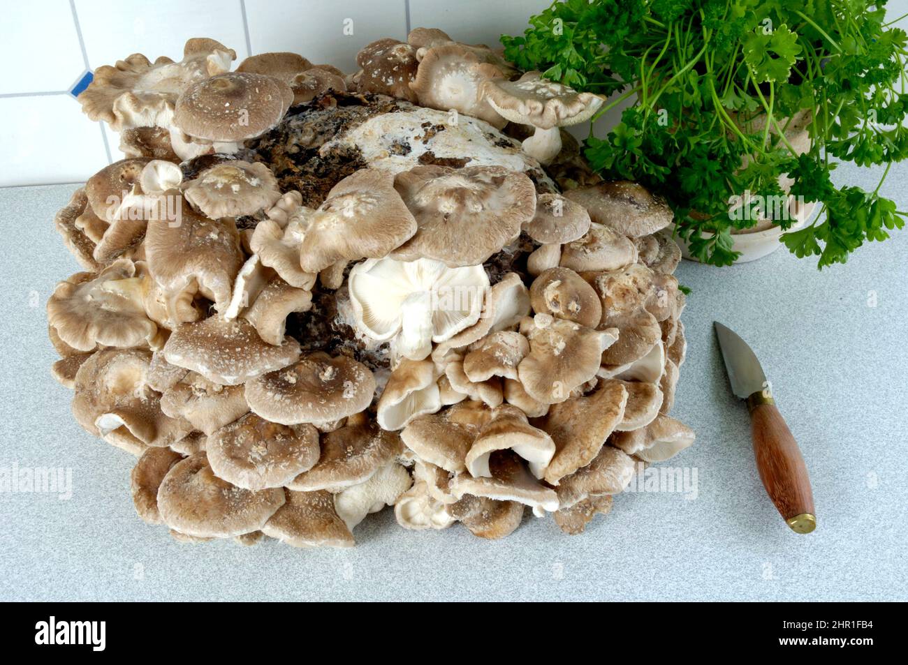 Shiitake (Lentinula edodes, Lentinus edodes), coltivazione di funghi Foto Stock