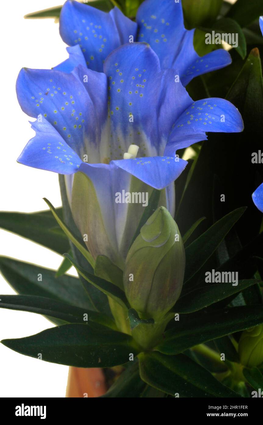 Genziana cinese, genziana cinese (Gentiana sinoornata, Gentiana seno-ornata), fiori, tagliata Foto Stock