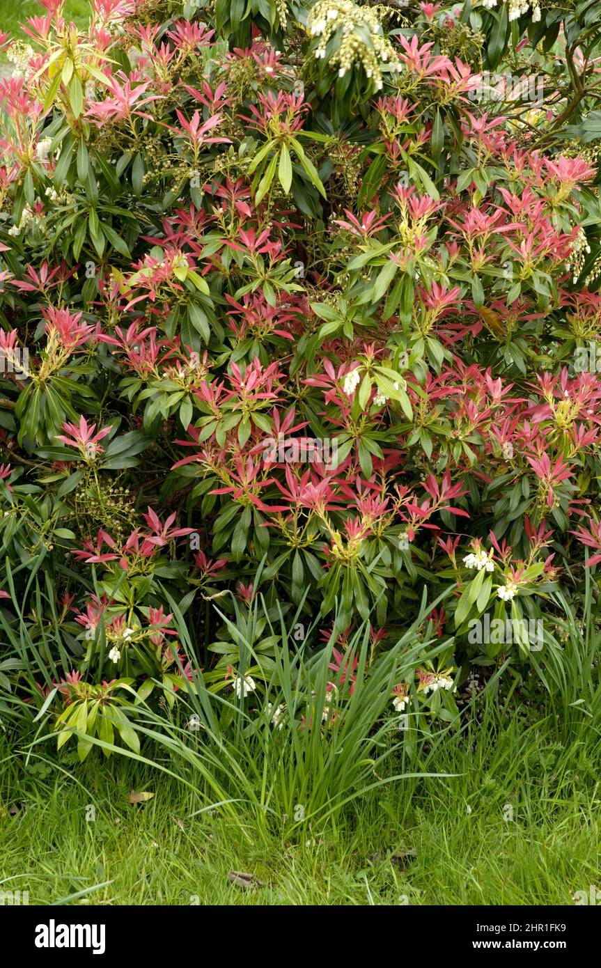 Giapponese pieris (Pieris japonica), tiro a foglia Foto Stock