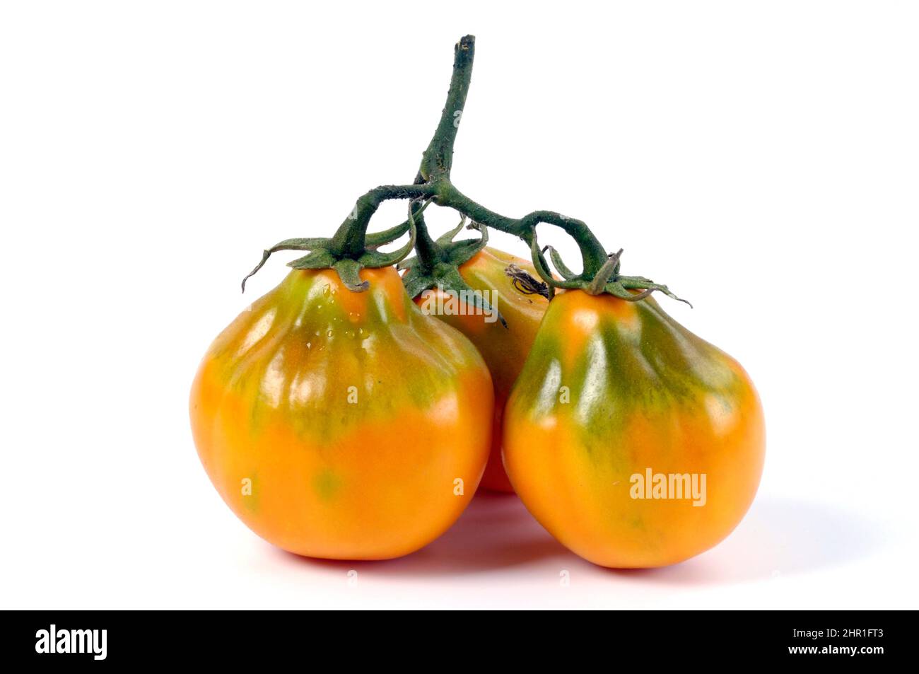 Pomodoro da giardino (Solanum lycopersicum 'Beuteltomate aus El Salvador', Solanum lycopersicum Beuteltomate aus El Salvador, Lycopersicon esculentum), Foto Stock