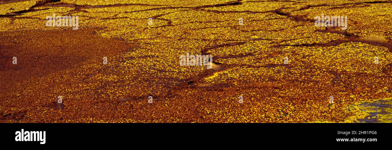 Panorama di colori surreali e Marte come paesaggio creato da sorgenti di zolfo nel luogo più caldo della terra, la depressione Danakil nella regione Afar Foto Stock