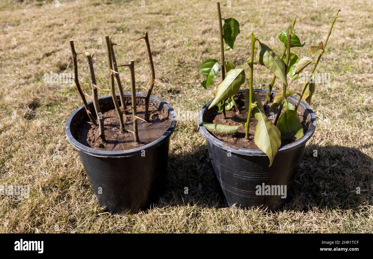 Nuovo Bougainvillea pianta talee piantato in una pentola Foto Stock
