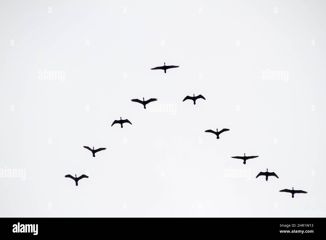 Silhouette di un gregge di gabbiani, nel cielo di Rio de Janeiro in Brasile. Foto Stock