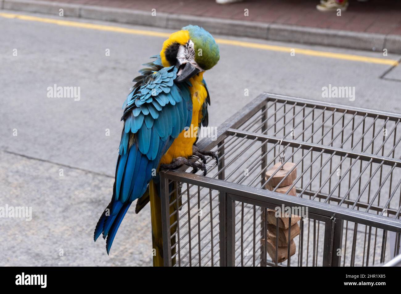 Pappagallo in piedi sulla gabbia degli uccelli per le strade di Hong Kong Foto Stock