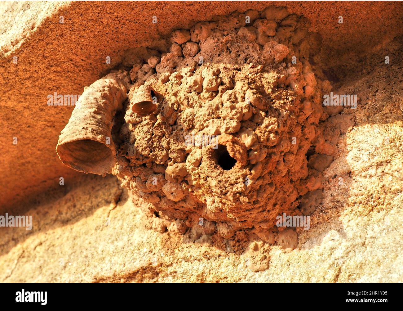 Il nido di una vespa di fango Australiana sotto una sporgenza di mattoni di pietra arenaria di Sydney Foto Stock