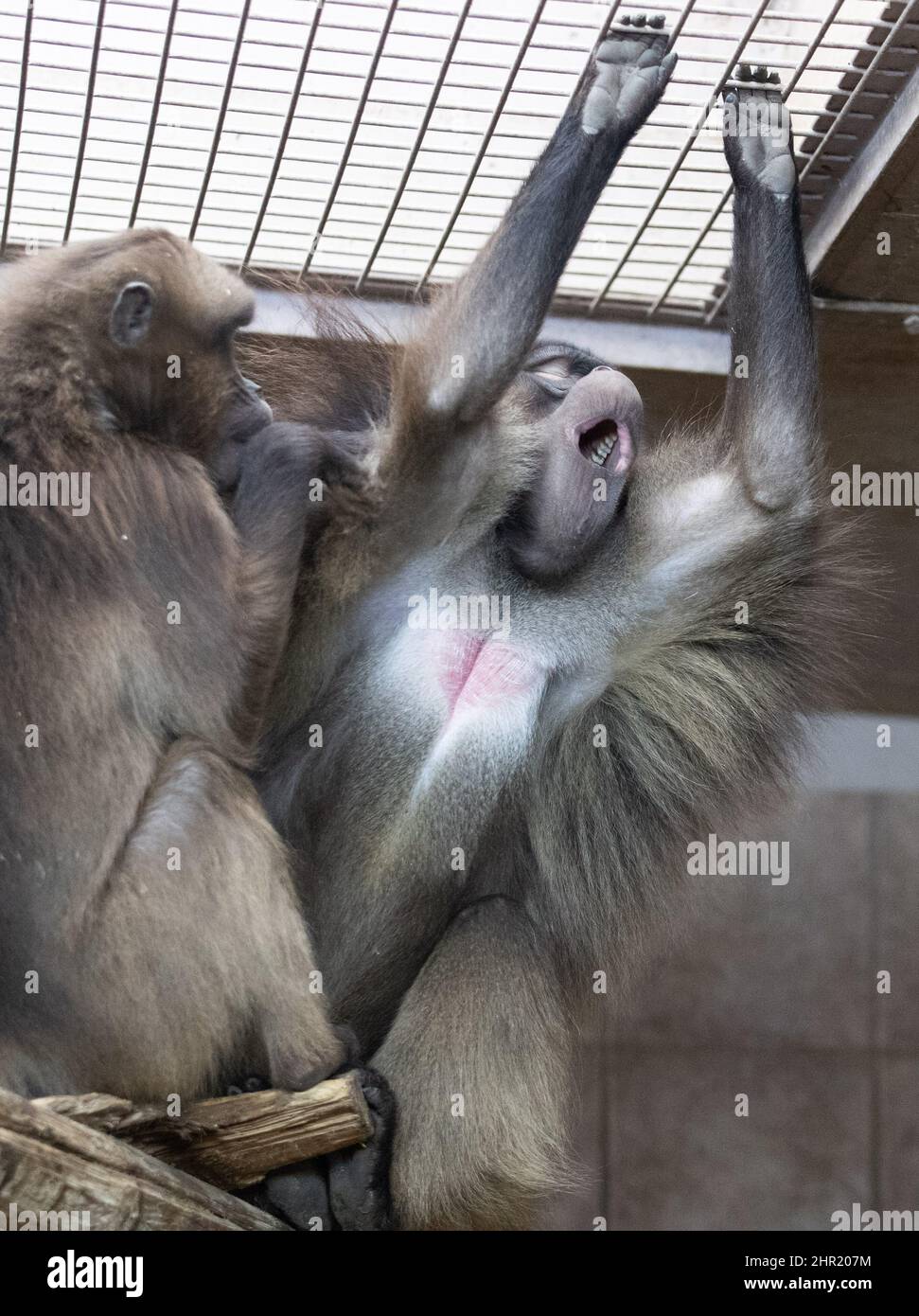 Rheine, Germania. 24th Feb 2022. Vista nella recinzione dei baboni abbrustoliti con sangue. Lo zoo ospita attualmente circa 1000 animali di un centinaio di specie diverse, tra cui la più grande colonia riproduttiva al mondo di babbuini abbrustoliti con sangue. Il programma europeo di allevamento per la conservazione (EEP), al quale partecipa lo zoo, mira a salvare questa specie di scimmie in pericolo. Credit: Friso Gentsch/dpa/Alamy Live News Foto Stock