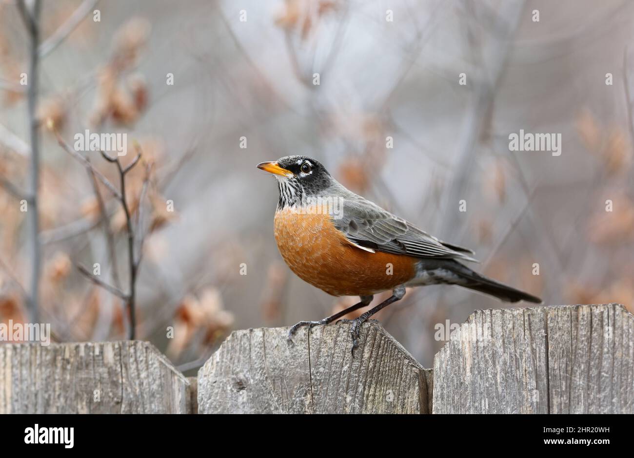 Primo piano di un Robin americano poggiato su una recinzione, completato dai delicati colori muti dello sfondo. Foto Stock