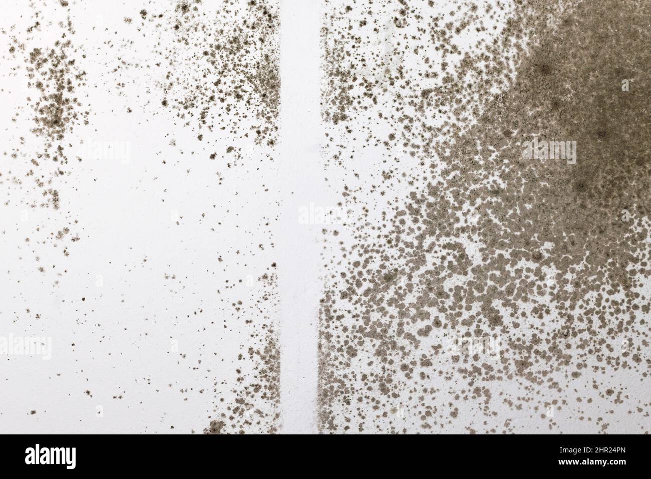 Muffa fungina di Aspergillus che cresce sulla parete bianca della stanza Foto Stock