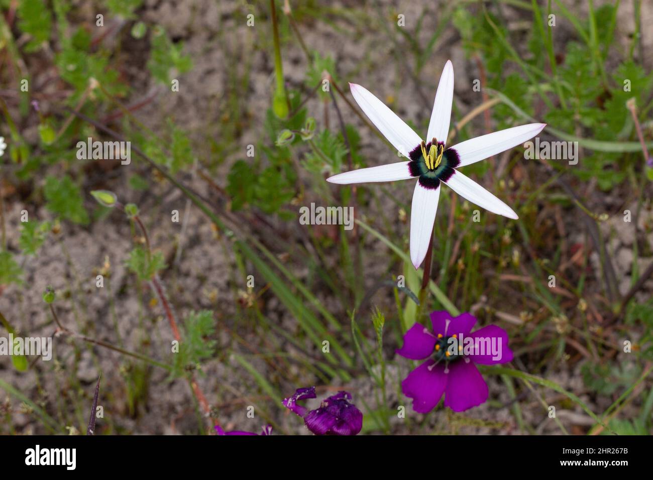 Pauridia capensis fiorito bianco e Drosera cistiflora fiorito viola visto vicino a Malmesburry nel Capo occidentale del Sud Africa Foto Stock