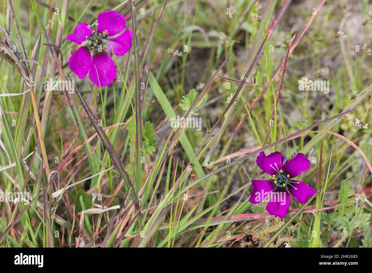 Fiori della forma viola di Drosera cistiflora visto in habitat vicino a Malmesbury, Capo occidentale del Sud Africa Foto Stock