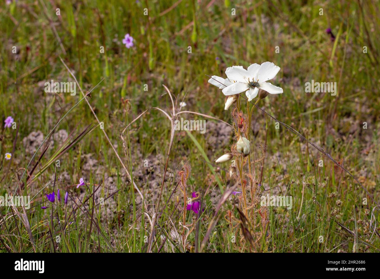 Bianco fiorito Drosera cistiflora visto vicino a Malmesbury nel Capo occidentale del Sud Africa Foto Stock