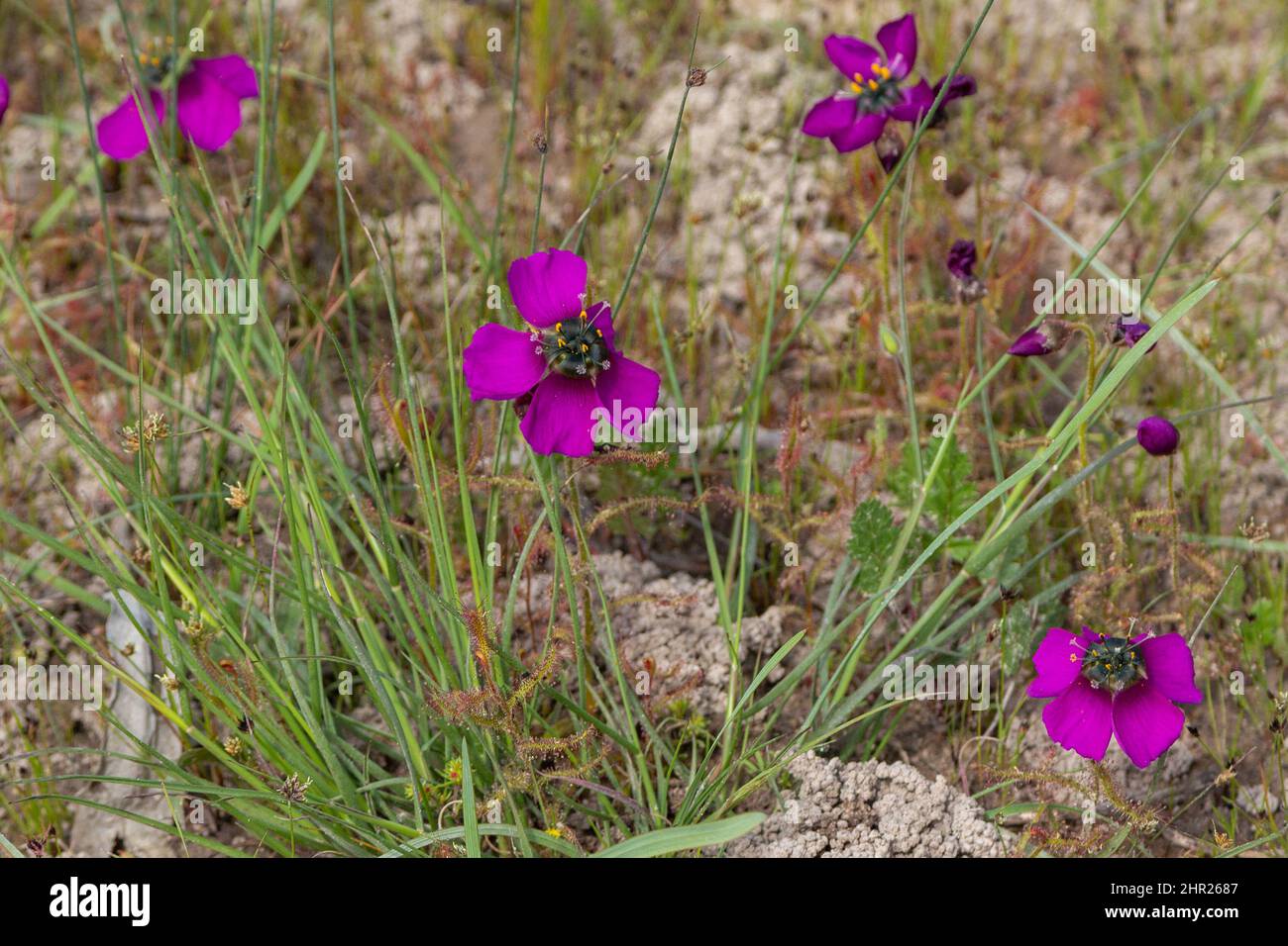 Alcuni fiori viola di Drosera cistiflora, una pianta carnivora della famiglia Sundew Foto Stock