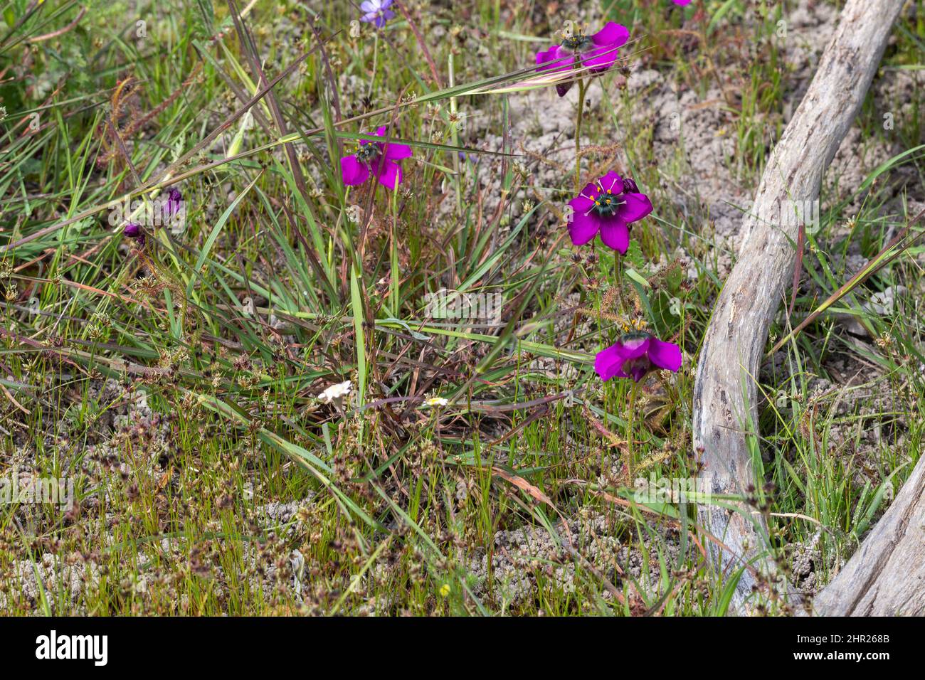 La forma viola fiorita della Sundew Drosera cistiflora in habitat naturale vicino a Malmesbury nel Capo occidentale del Sud Africa Foto Stock