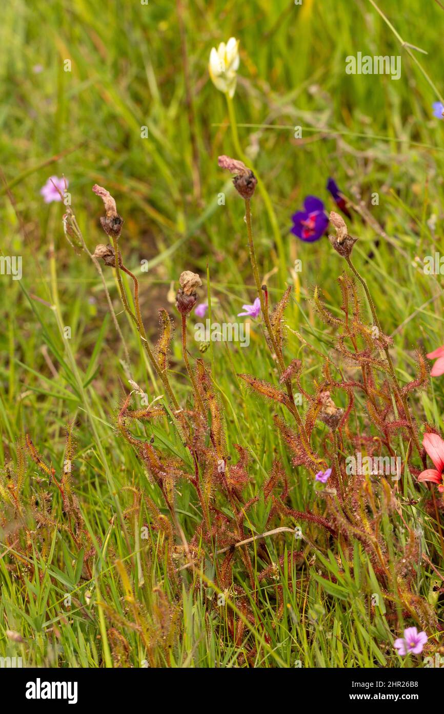Alcune piante di Drosera cistiflora, una pianta carnivora della famiglia Sundew, vista in habitat vicino a Darling, Capo Occidentale, Sudafrica Foto Stock