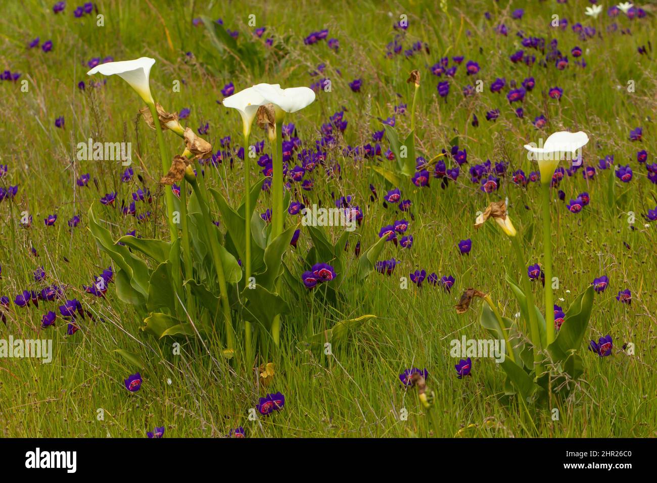 Fiori di Wilflowers sudafricani: Zantedeschia aethiopica (fiore bianco) e Geissoriza radians (fiore viola) in habitat vicino Darling, Sudafrica Foto Stock