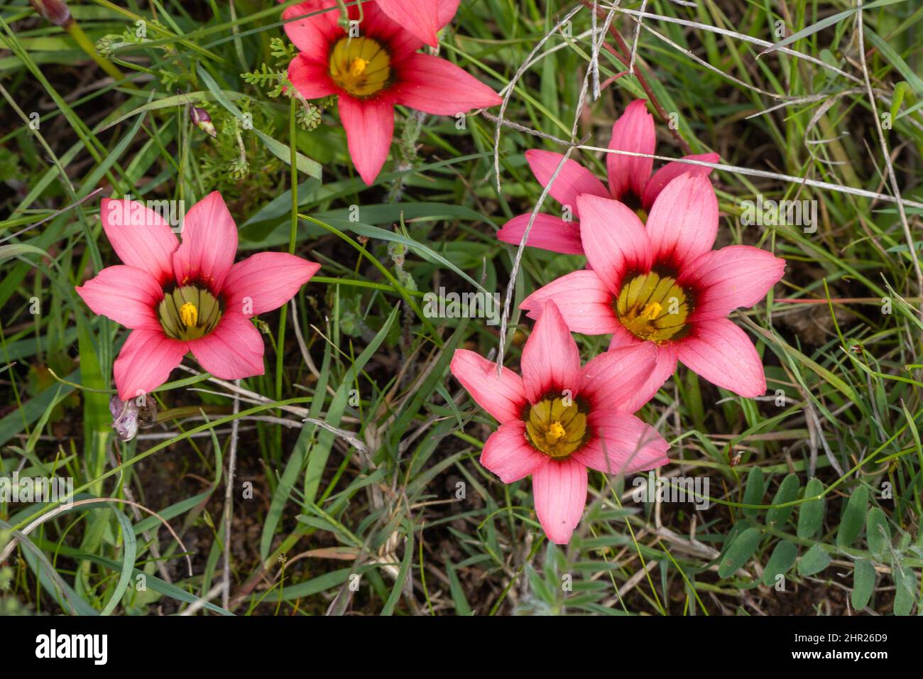 South African Wildflower: Fiori rosa della Bulb Romulea esimia in habitat naturale vicino Darling nel Capo occidentale del Sud Africa Foto Stock