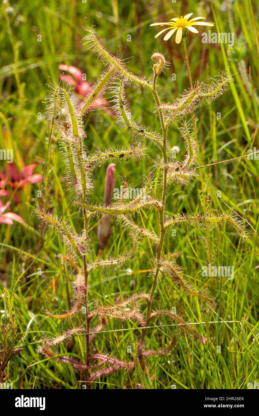 Alcuni Drosera cistiflora in habitat naturale vicino Darling nel Capo Occidentale del Sud Africa Foto Stock