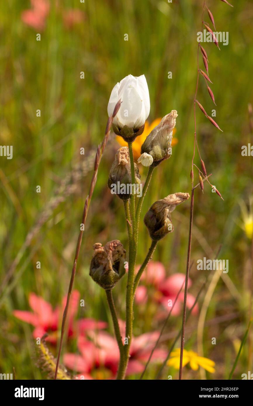 Primo piano di un fiore bianco della Sundew Drosera cistiflora vicino Darling nel Capo occidentale del Sud Africa Foto Stock