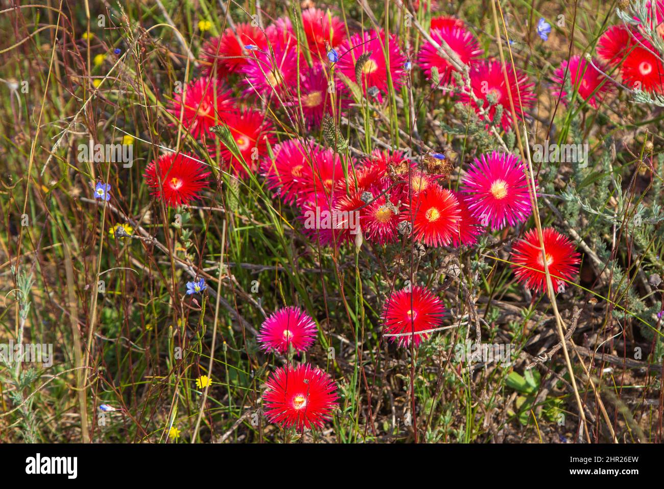 Gruppo di fiori rossi di Lampranthus coccineus visto nel Capo occidentale del Sud Africa vicino alla città Darling Foto Stock