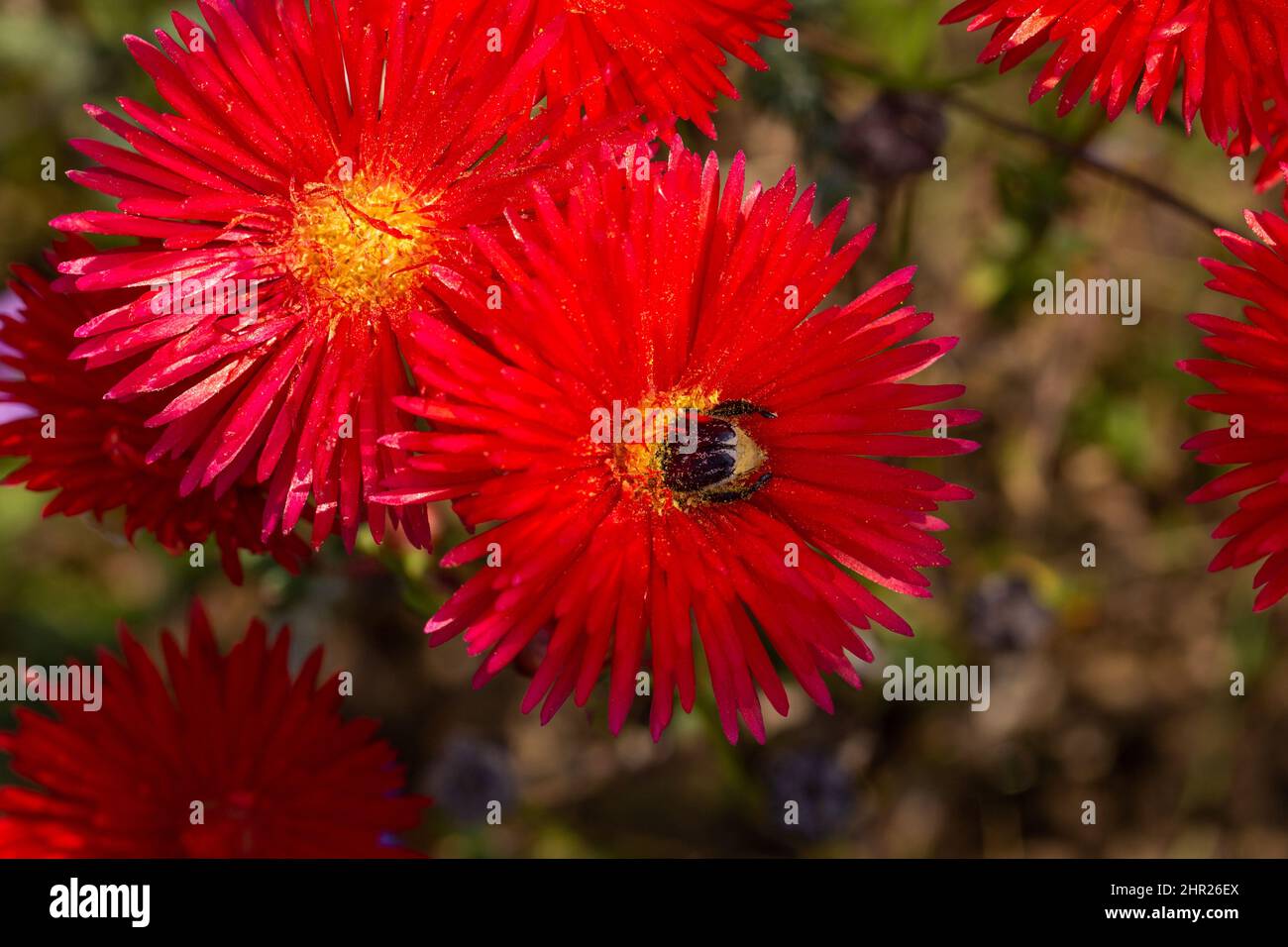 South African Wildlflower: Lampranthus coccinea con pollinatore, preso vicino a Darling nel Capo occidentale del Sud Africa Foto Stock