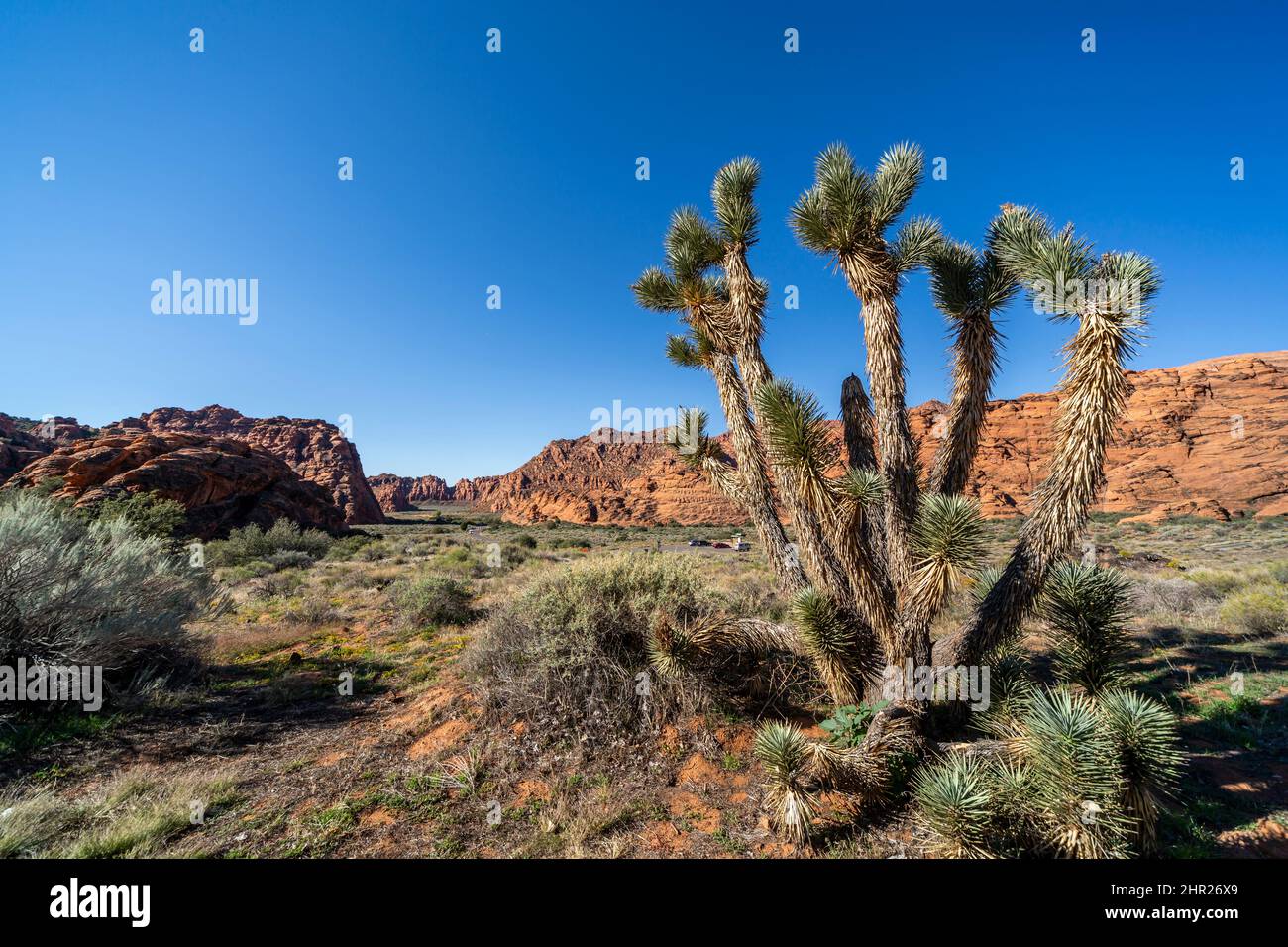 Paesaggio con vista sulle montagne e la prateria nella zona di Snow Canyon, Utah, Stati Uniti Foto Stock