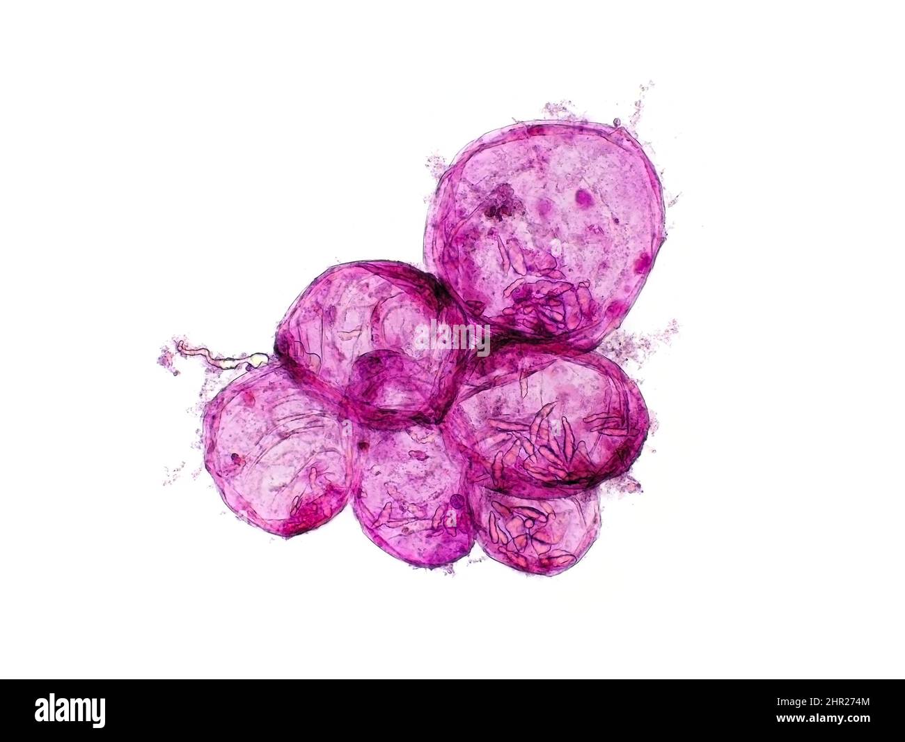 Cellule di buccia di banana (colorate) sotto il microscopio, il campo di vista orizzontale è di circa 0,63mm Foto Stock