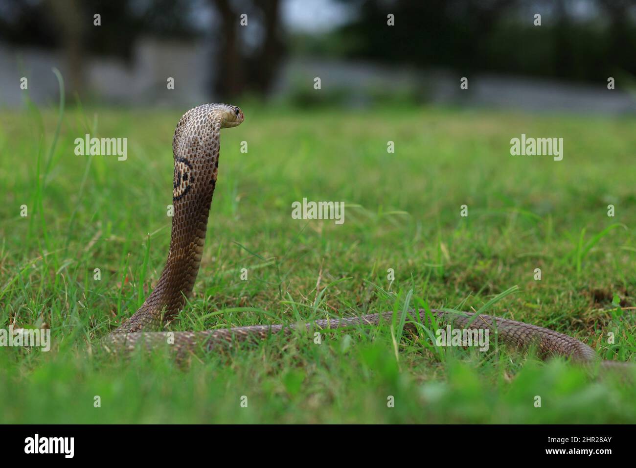 Il cobra monocled, il kaouthia di Naja, anche chiamato cobra monocellate, o cobra sputante indiano, è una specie venosa del cobra diffusa attraverso il sud e il sud Foto Stock