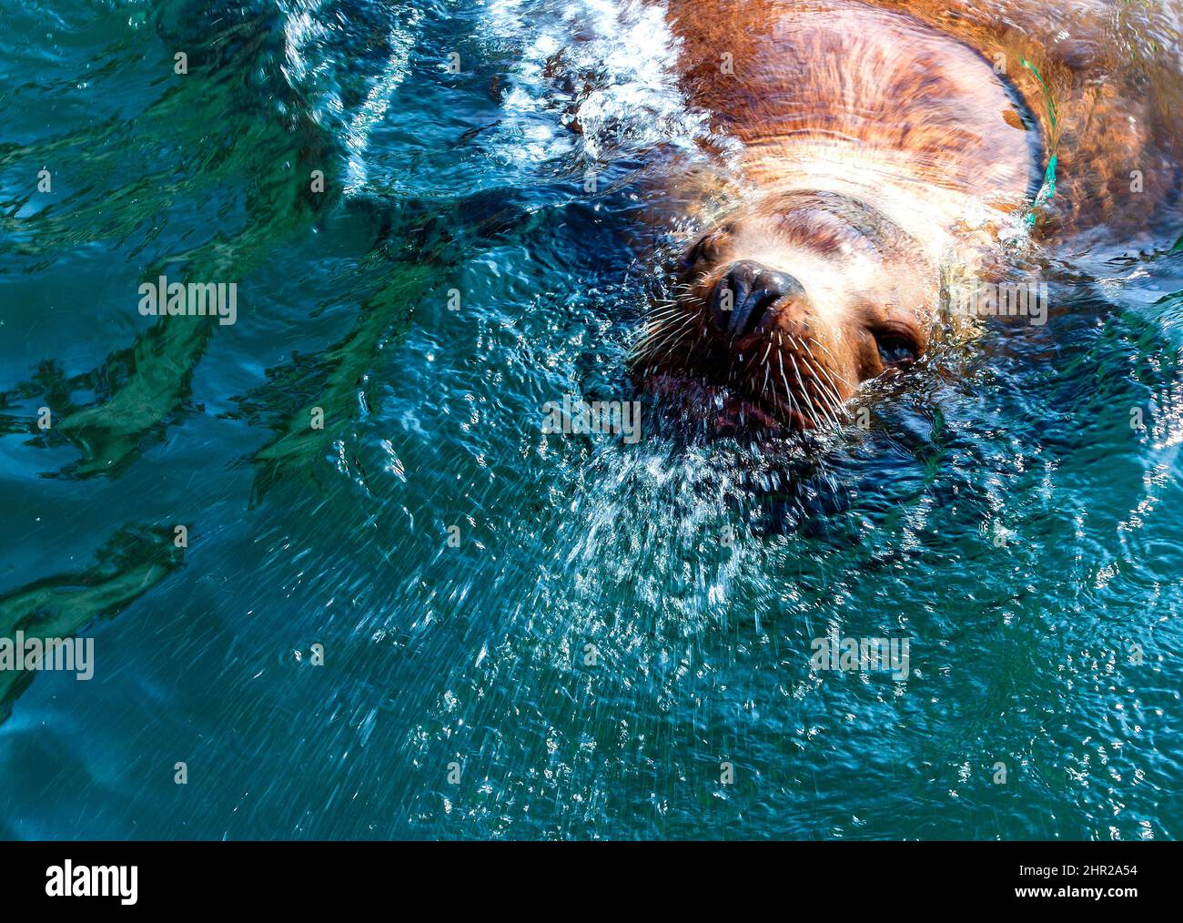 Steller leone di mare nelle acque della baia di Avacha a Kamchatka. Foto Stock