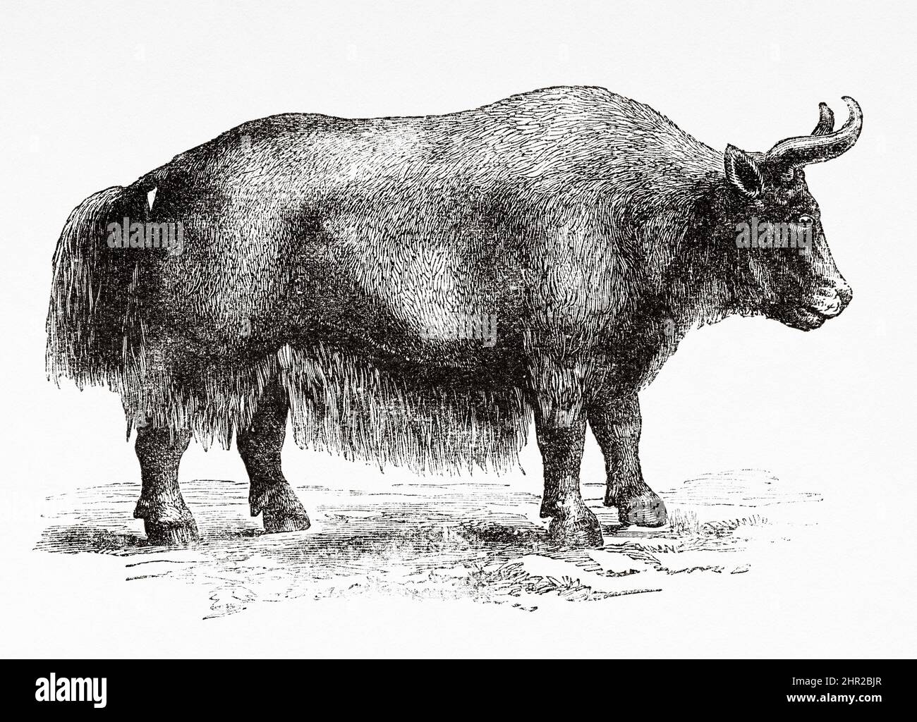 Il yak selvatico (Bos mutus) è un grande bestiame bovino selvatico originario dell'Himalaya, Mongolia. Asia. Viaggio in Mongolia di Nikolai Mijailovich Przewalski in 1870-1873, le Tour du Monde 1877 Foto Stock