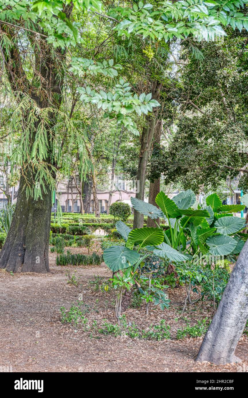 Colonia Condesa, Messico Foto Stock