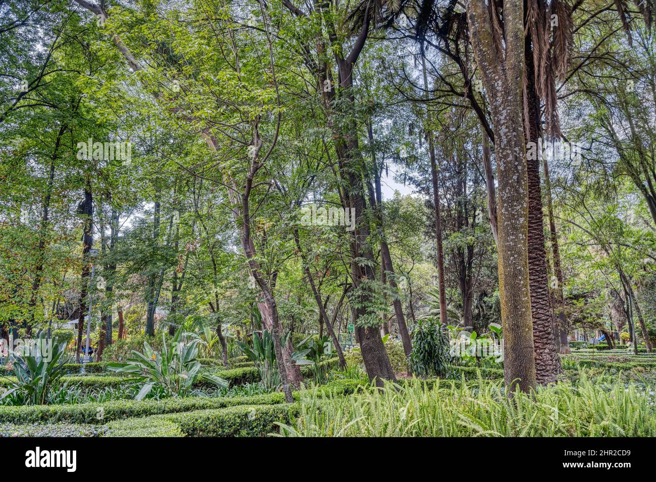 Colonia Condesa, Messico Foto Stock