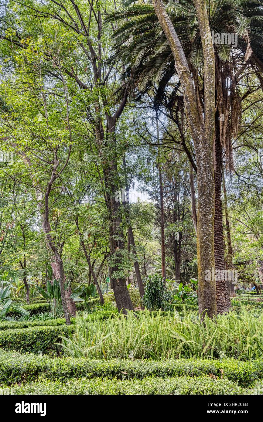 Colonia Condesa, Messico Foto Stock