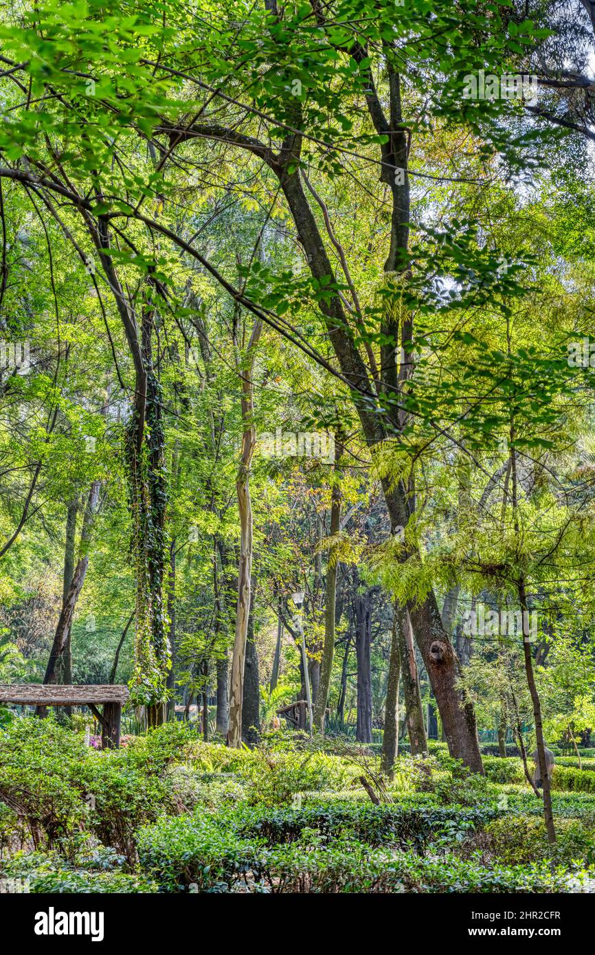 Colonia Condesa, Messico Foto Stock