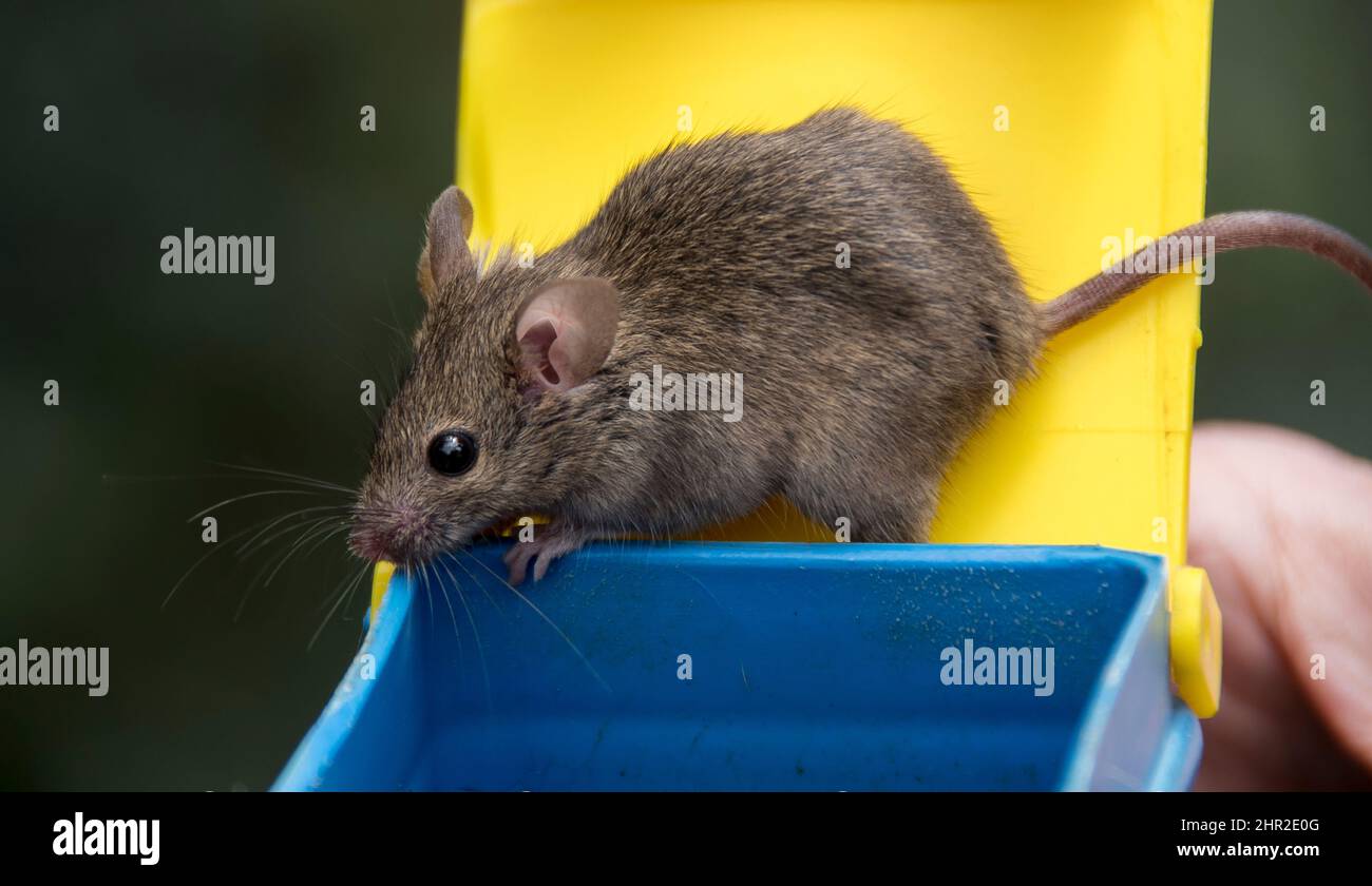 Mouse casa, Mus musculus, sniffing l'aria in giardino nel Queensland, Australia, essendo liberato da trappola umana giallo e blu. Foto Stock