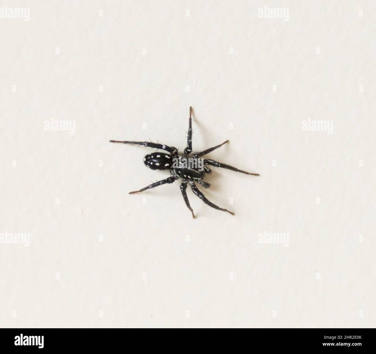 Australian Spoted Ground Swift Spider, suppunna albopunctatum, Nyssus albopunctatus, in piedi sulla superficie leggera, Queensland. Estate, spazio copia. Foto Stock