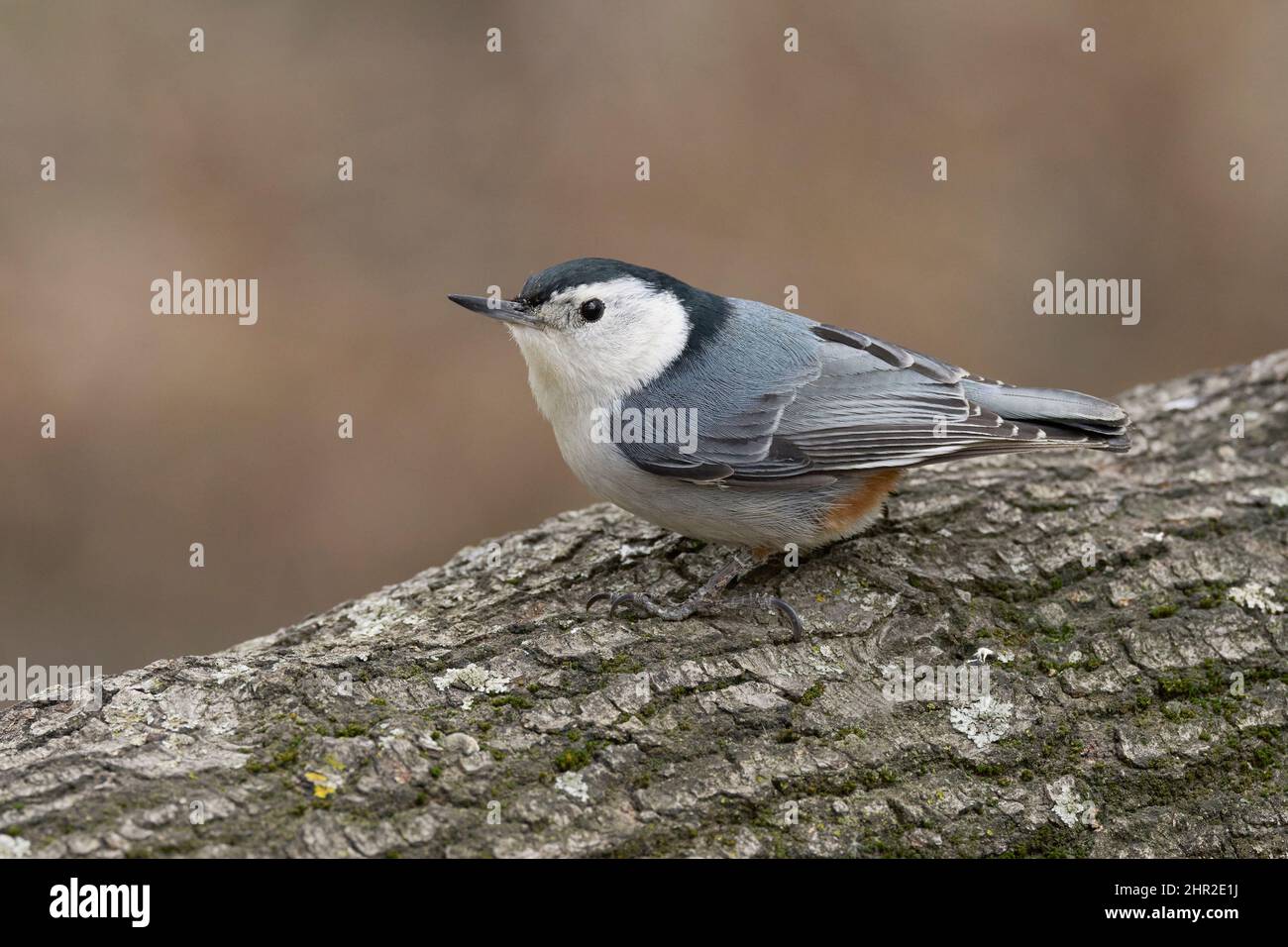 Nuthatch alla brace bianca (Sitta carolinensis) Sacramento County California USA Foto Stock