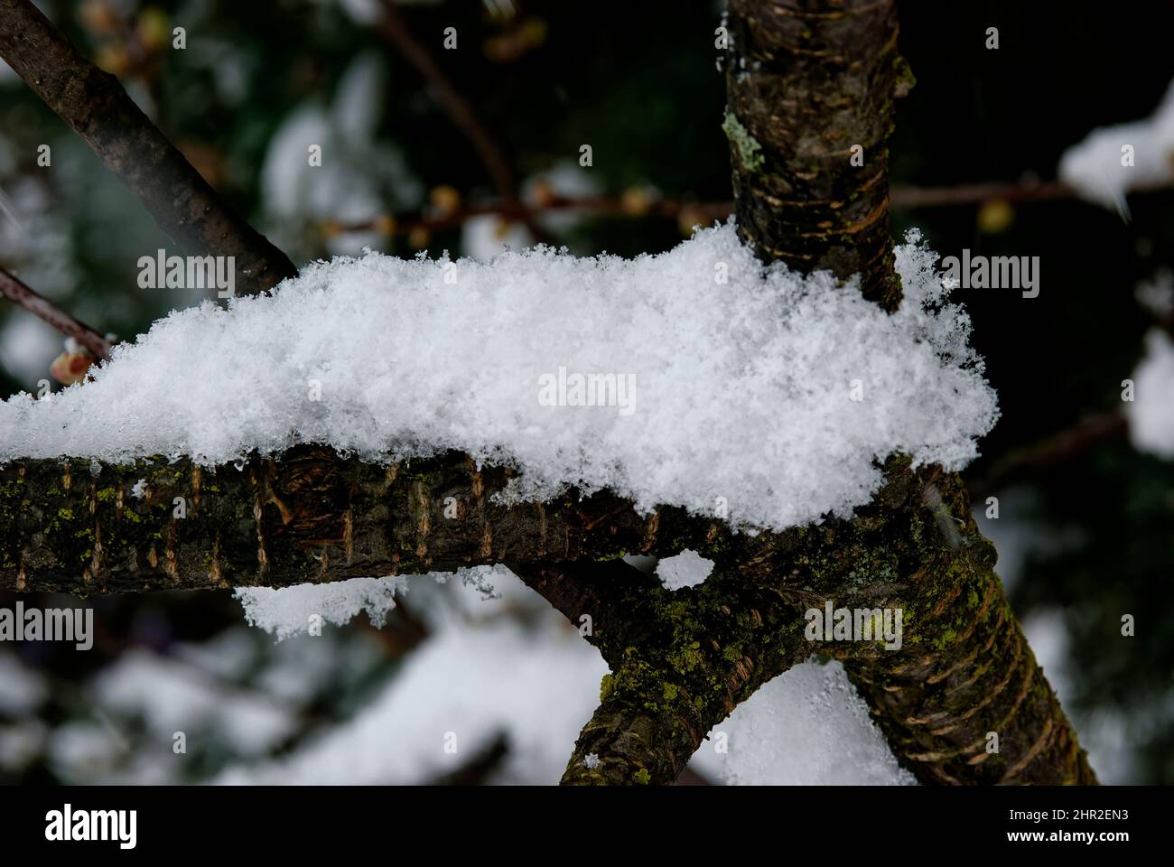 Ramoscello e neve. Neve su un ramoscello - primo piano della struttura della neve. Foto Stock