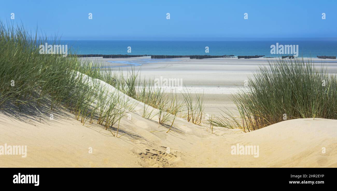 Les moules de bouchots entre le Crotoy et Quend plage, les Dunes et les oyas en bord de mer Foto Stock