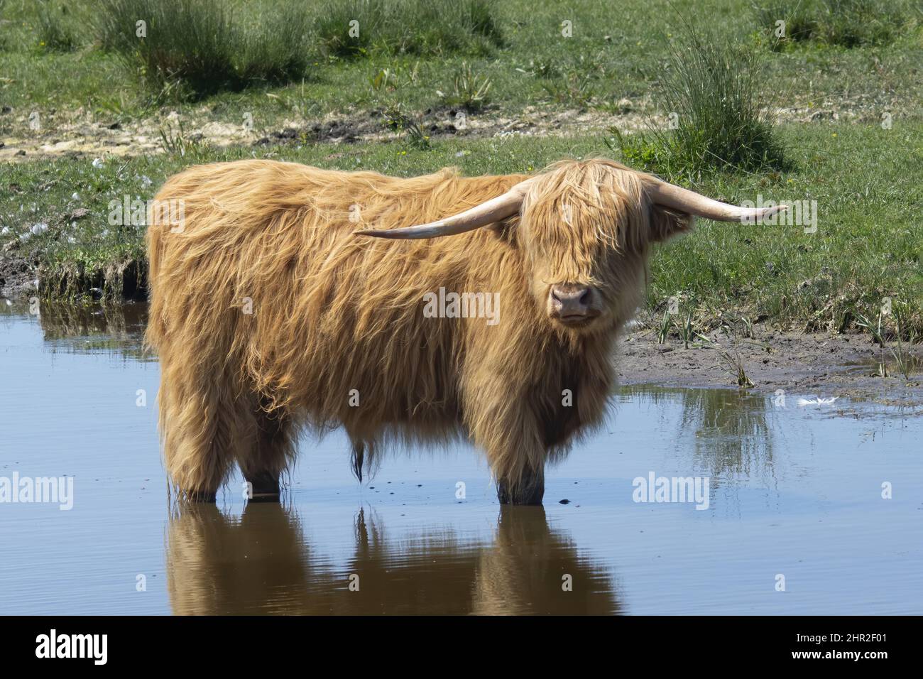 Vaches Highland bestiame en baie de Somme, Saint Firmin, Noyelles Foto Stock