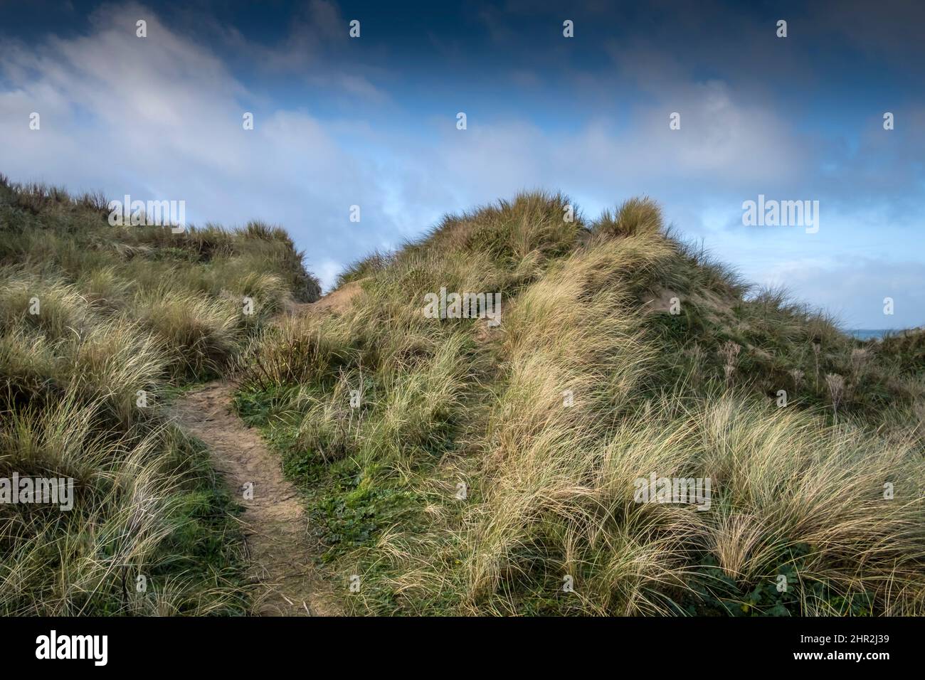 Luce pomeridiana sui gravi danni causati dall'attività umana al fragile sistema di dune di sabbia a Crantock Beach a Newquay in Cornovaglia. Foto Stock