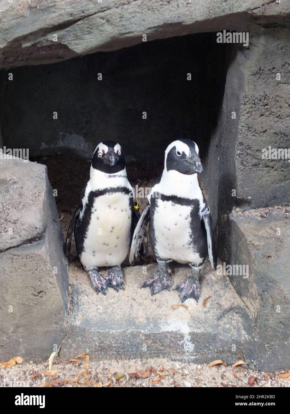 Due pinguini carini in piedi di fronte a rocce grigie in uno zoo, divertente coppia di pinguini sorridenti nella foto, amici animali felici, polari, uccelli grandi Foto Stock