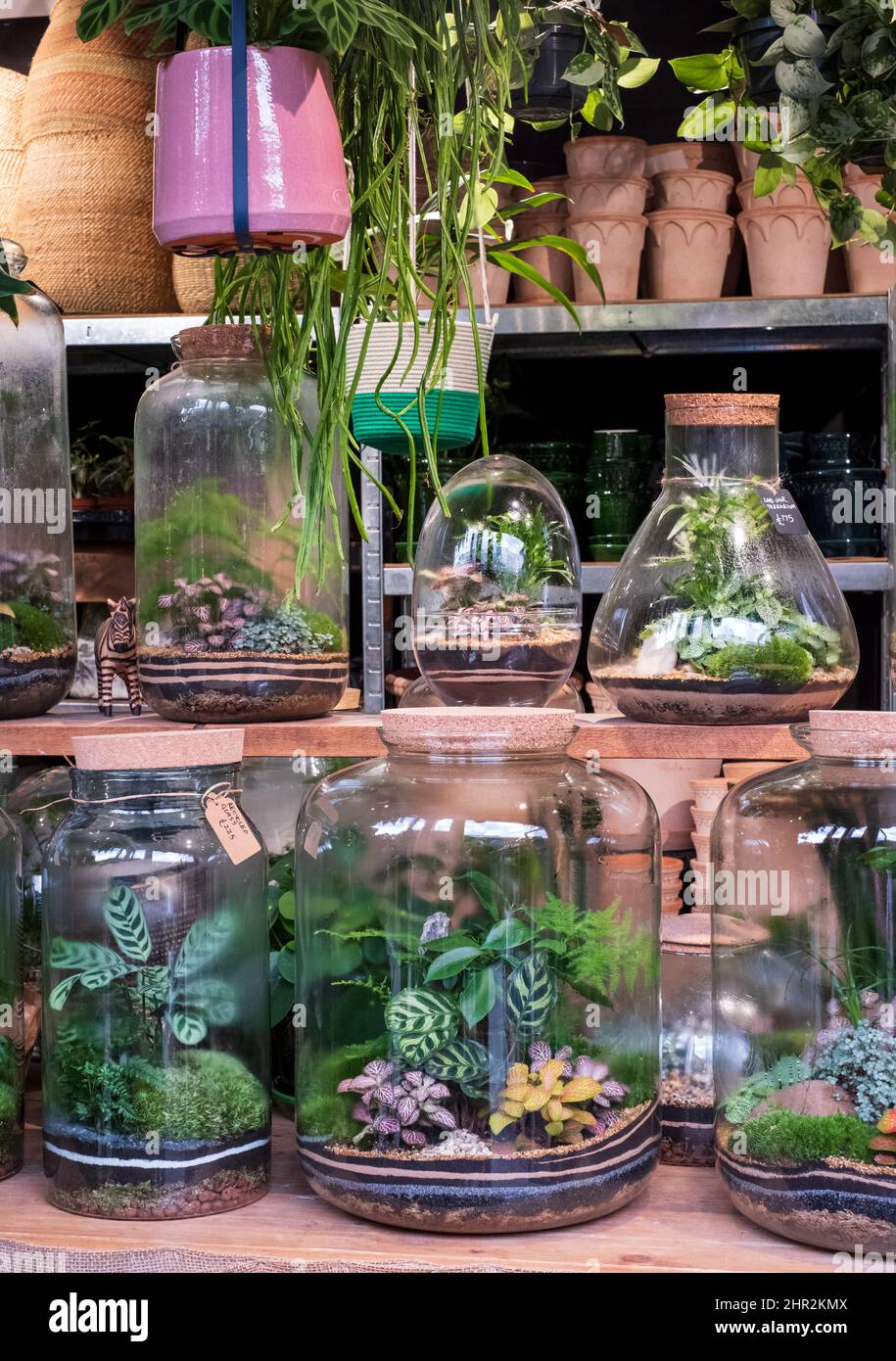 Terrarium in vendita in un negozio di fiori a Londra Regno Unito. Piante  sono cresciute in un contenitore di vetro Foto stock - Alamy